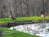 canadian-geese-pond=2014 001-800-